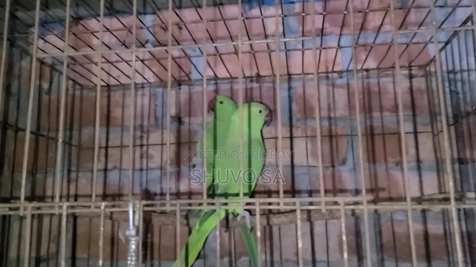 Ringneck Parrot