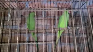 Ringneck Parrot