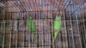 Ringneck Parrot