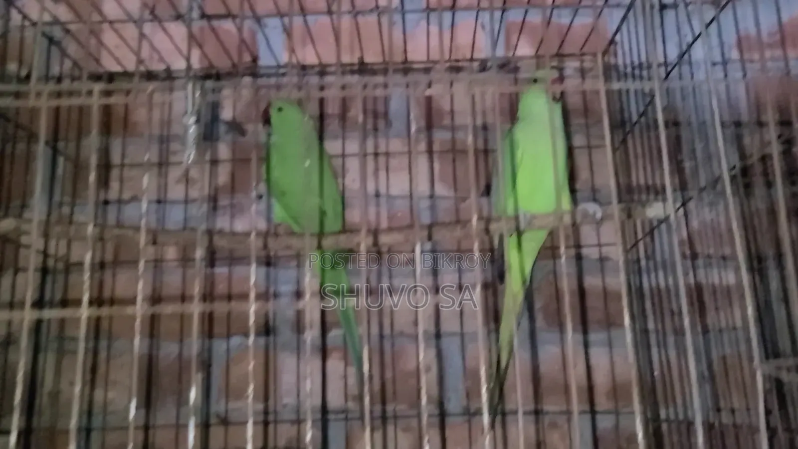 Ringneck Parrot