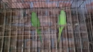 Ringneck Parrot