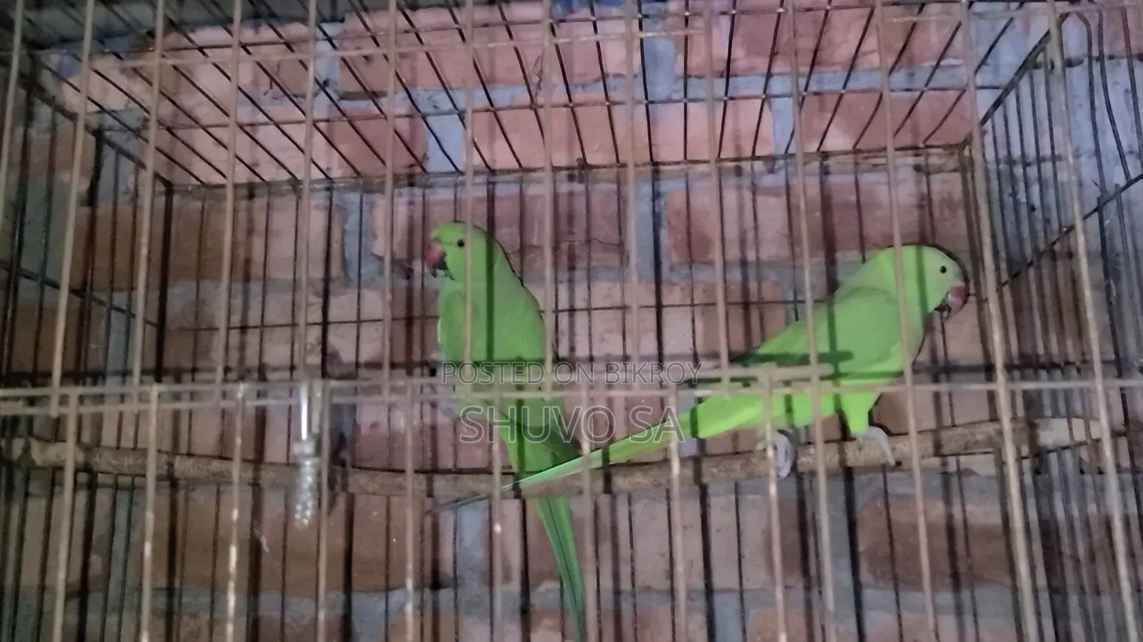 Ringneck Parrot
