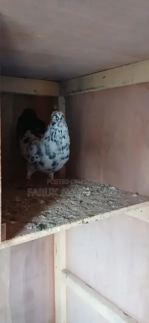 2 Pigeons