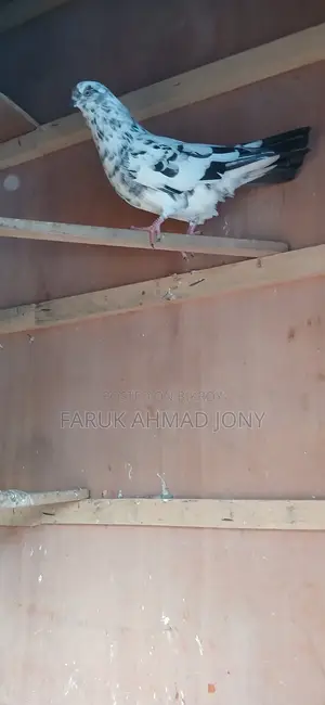 2 Pigeons