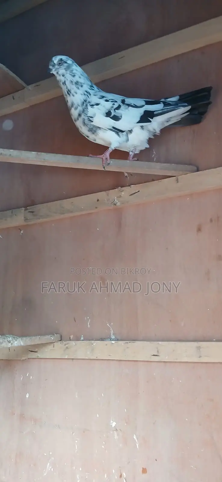 2 Pigeons