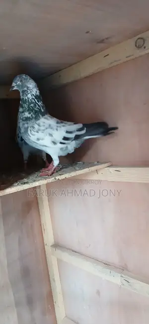 2 Pigeons