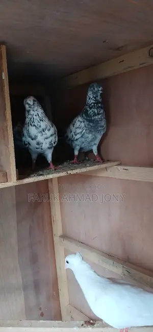 2 Pigeons