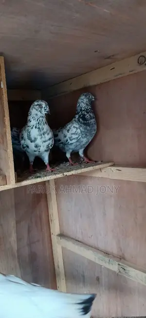 2 Pigeons