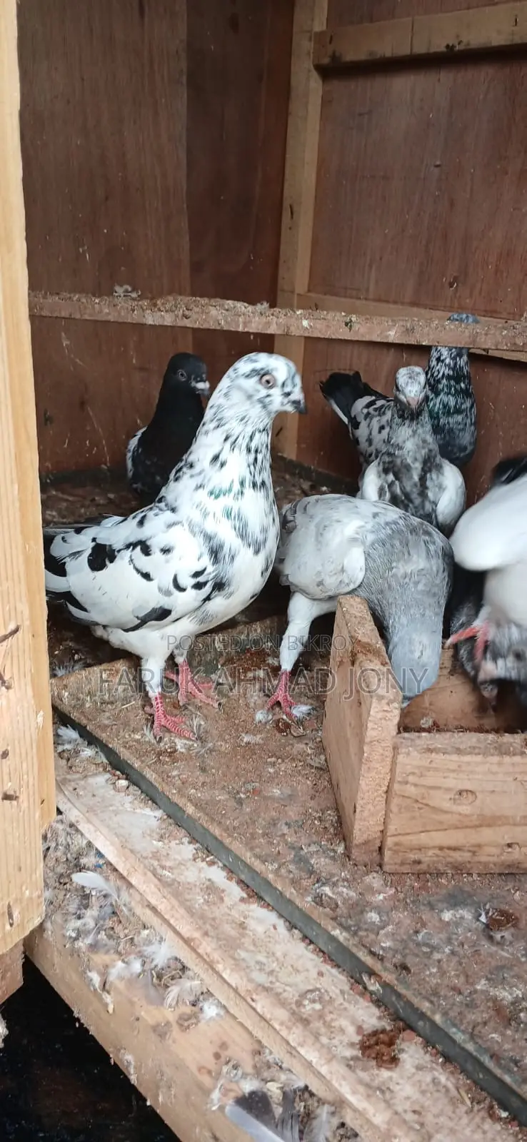 2 Pigeons