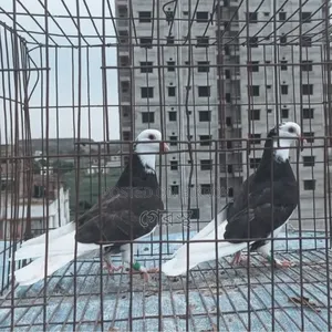 Raj Golla Pigeon Pair for Sale. #RajGolla #Pigeon #PigeonMarket
