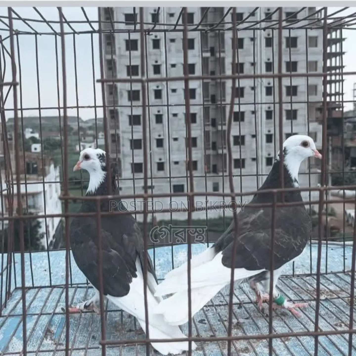 Raj Golla Pigeon Pair for Sale. #RajGolla #Pigeon #PigeonMarket
