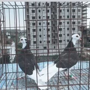 Raj Golla Pigeon Pair for Sale. #RajGolla #Pigeon #PigeonMarket