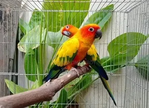 Sun Cunur Breeding Pair