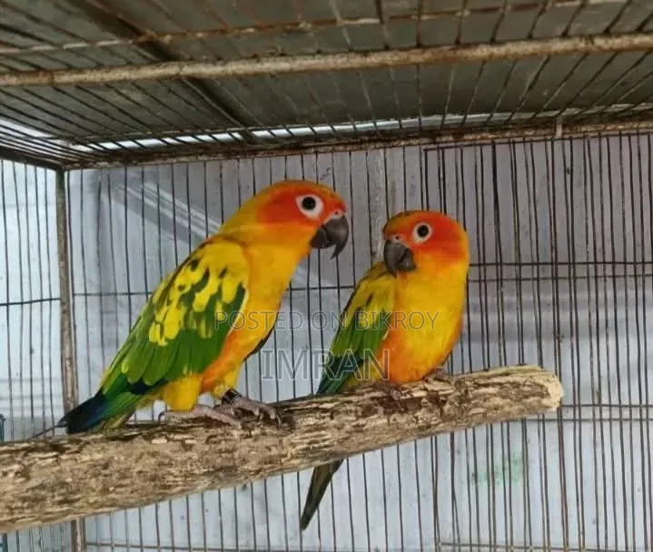 Sun Conure Breeding Pair
