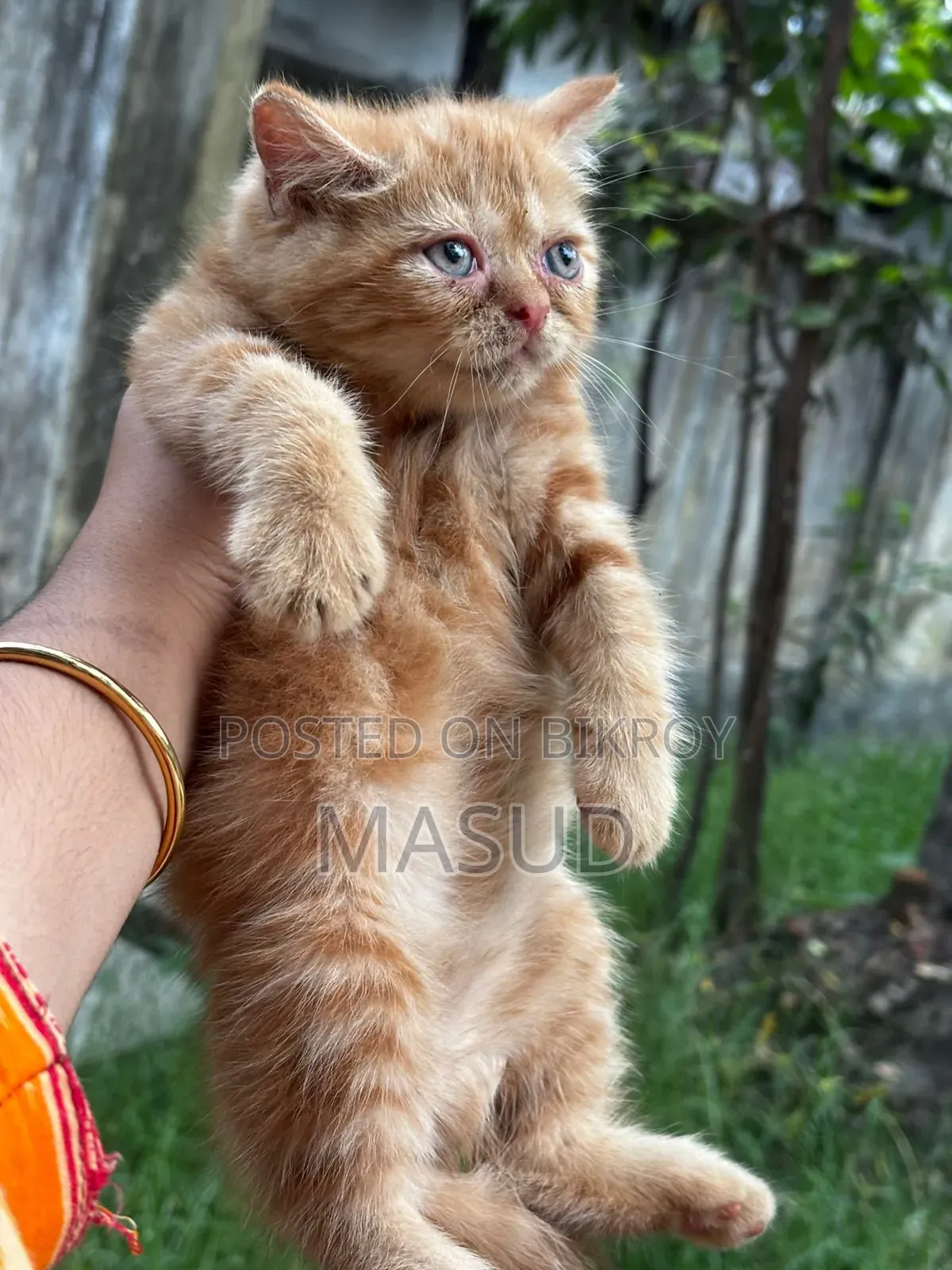 1-3 Months Female Purebred Persian