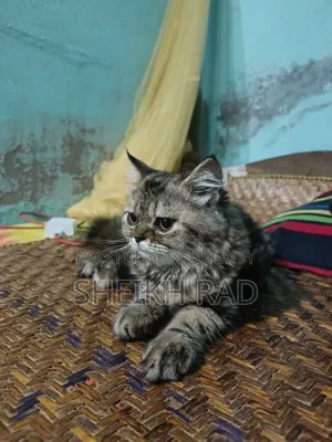 1-3 Months Female Purebred Persian