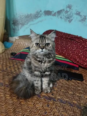 1-3 Months Female Purebred Persian