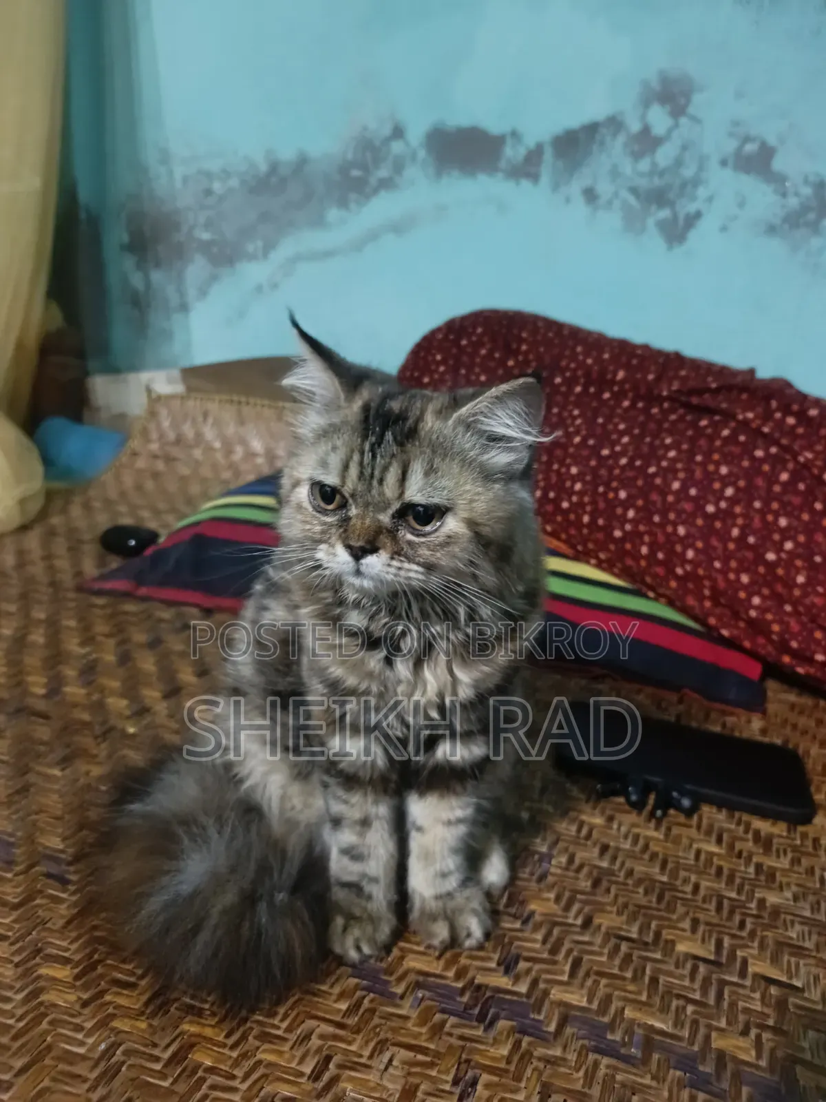 1-3 Months Female Purebred Persian