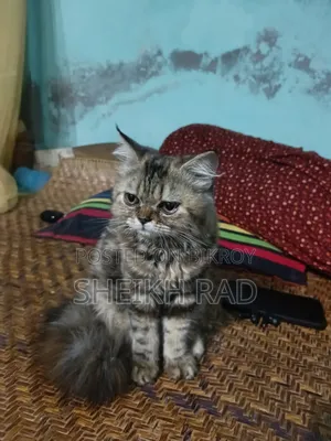 1-3 Months Female Purebred Persian