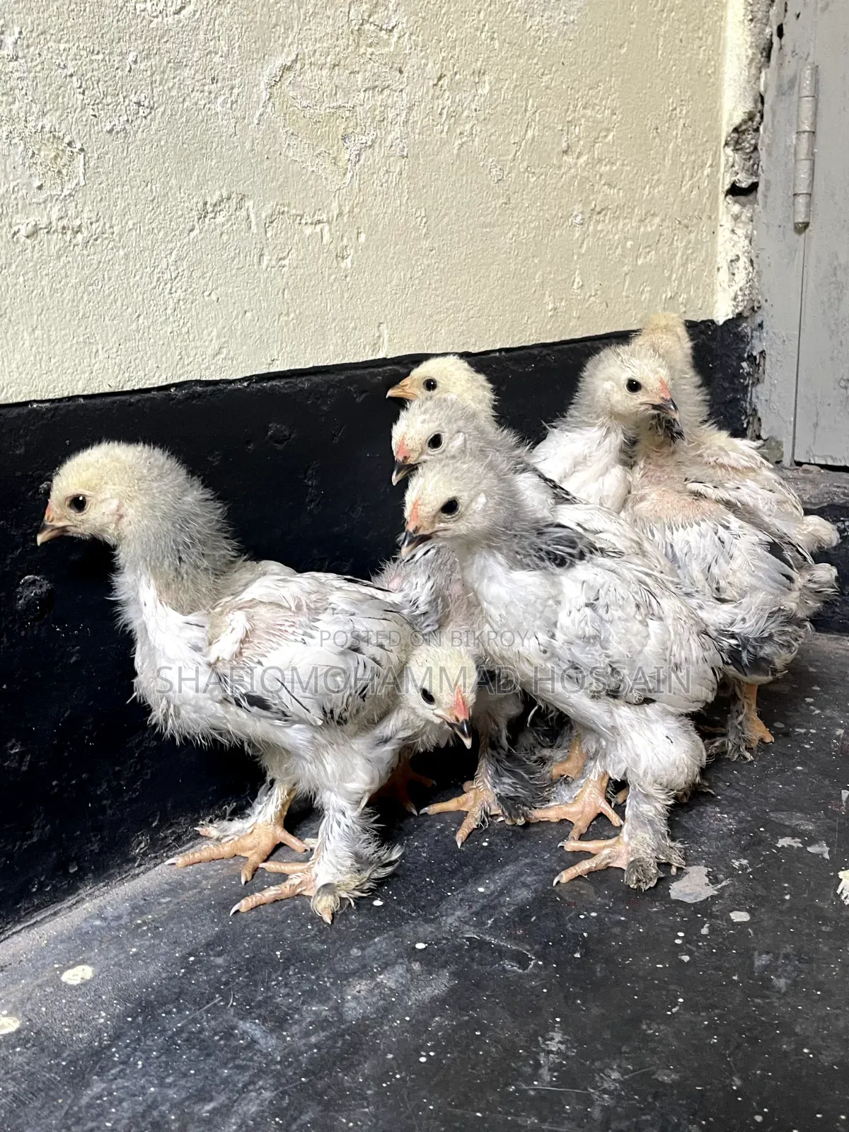Colombian Light Brahma 1 month