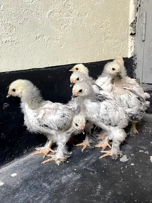 Colombian Light Brahma 1 month