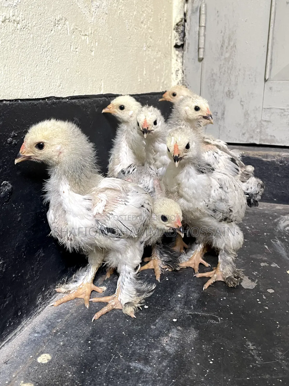 Colombian Light Brahma 1 month