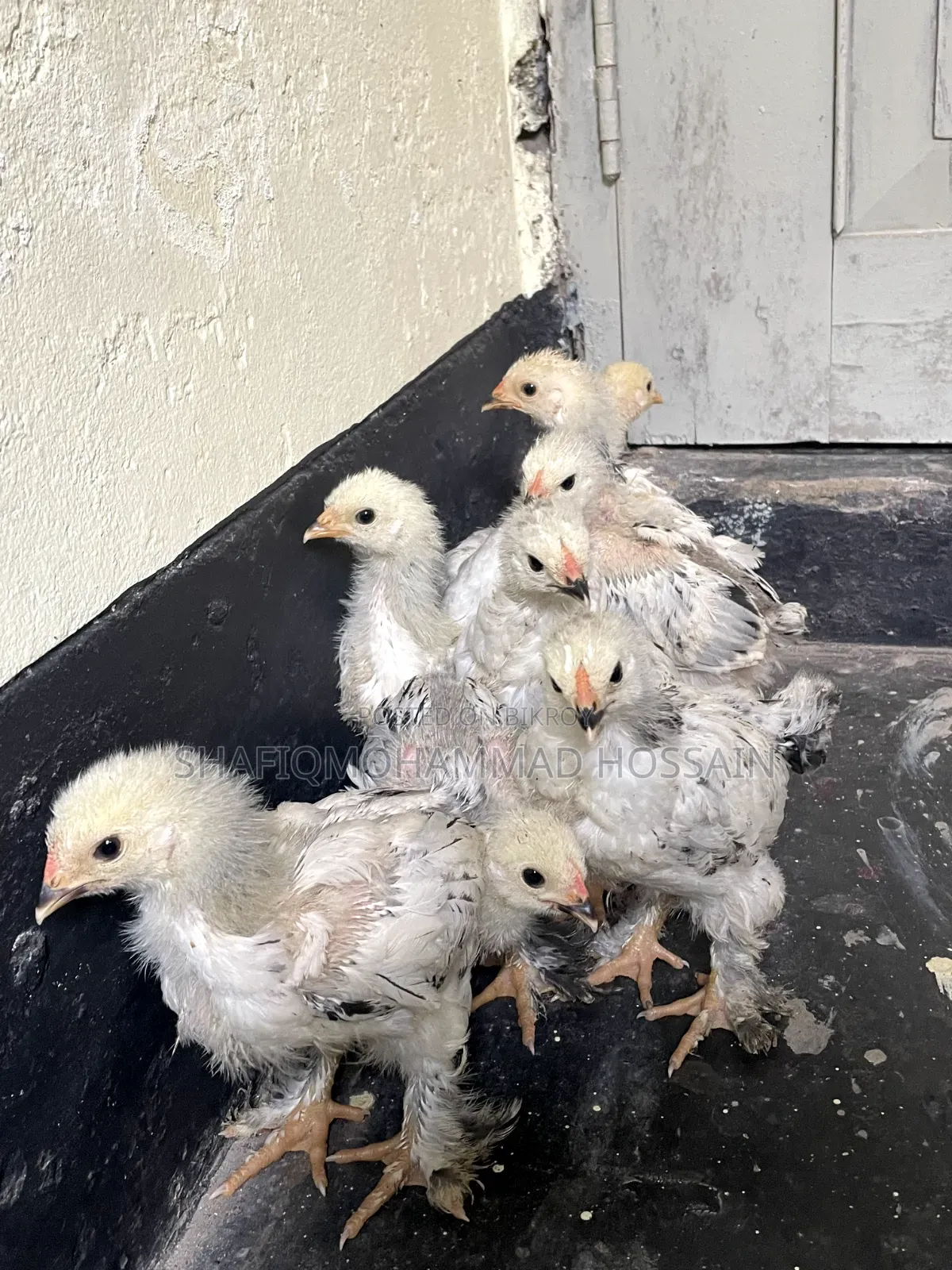 Colombian Light Brahma 1 month
