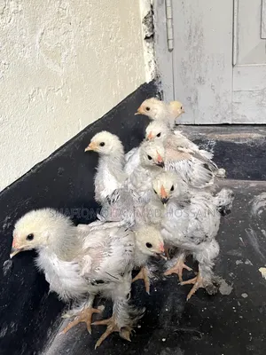 Colombian Light Brahma 1 month