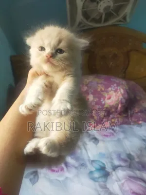 1-3 Months Female Purebred Persian