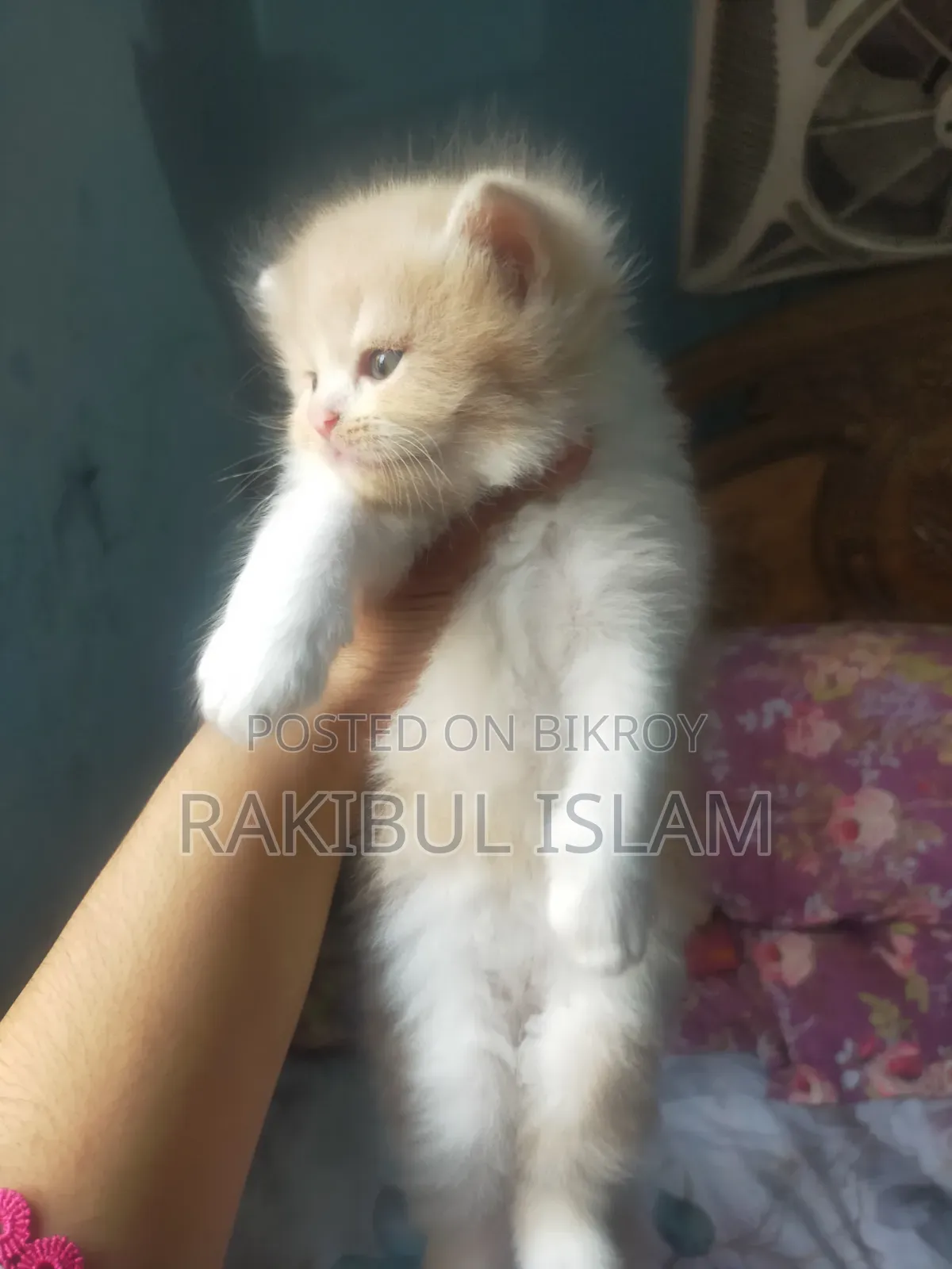 1-3 Months Female Purebred Persian