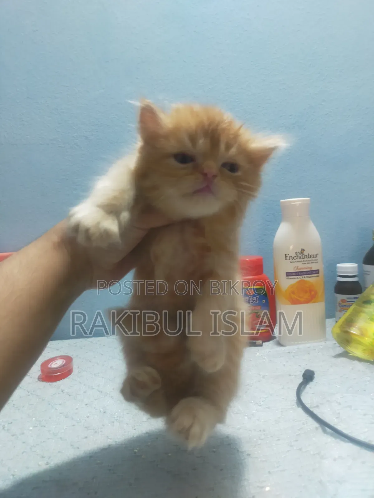 1-3 Months Female Purebred Persian