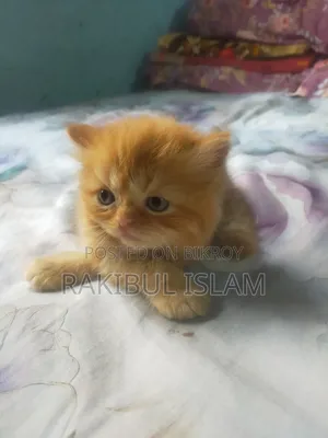 1-3 Months Female Purebred Persian