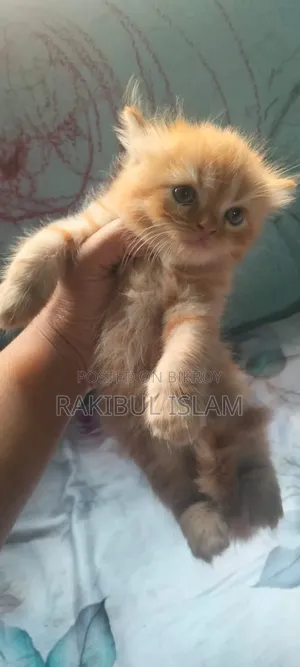1-3 Months Female Purebred Persian