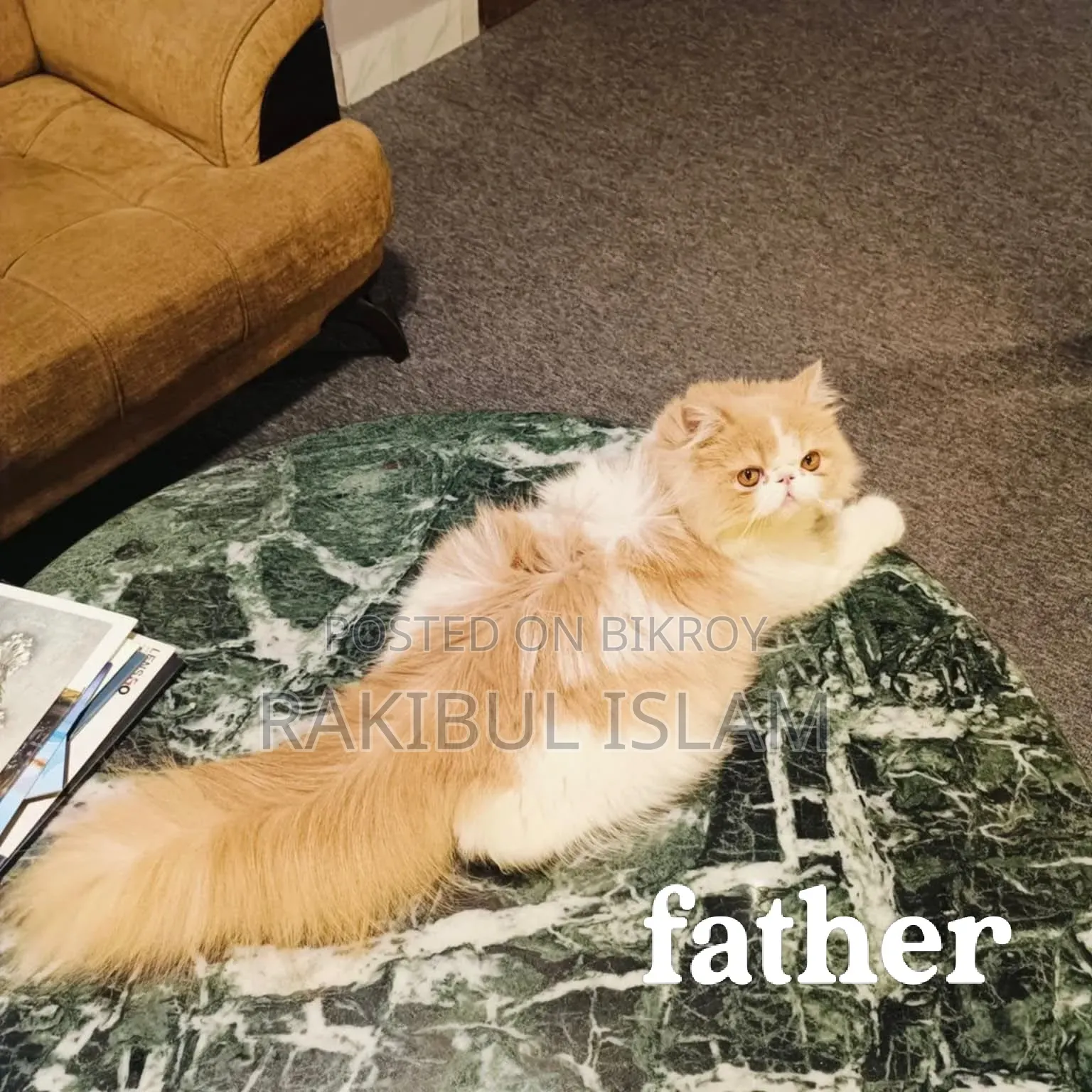 1-3 Months Female Purebred Persian