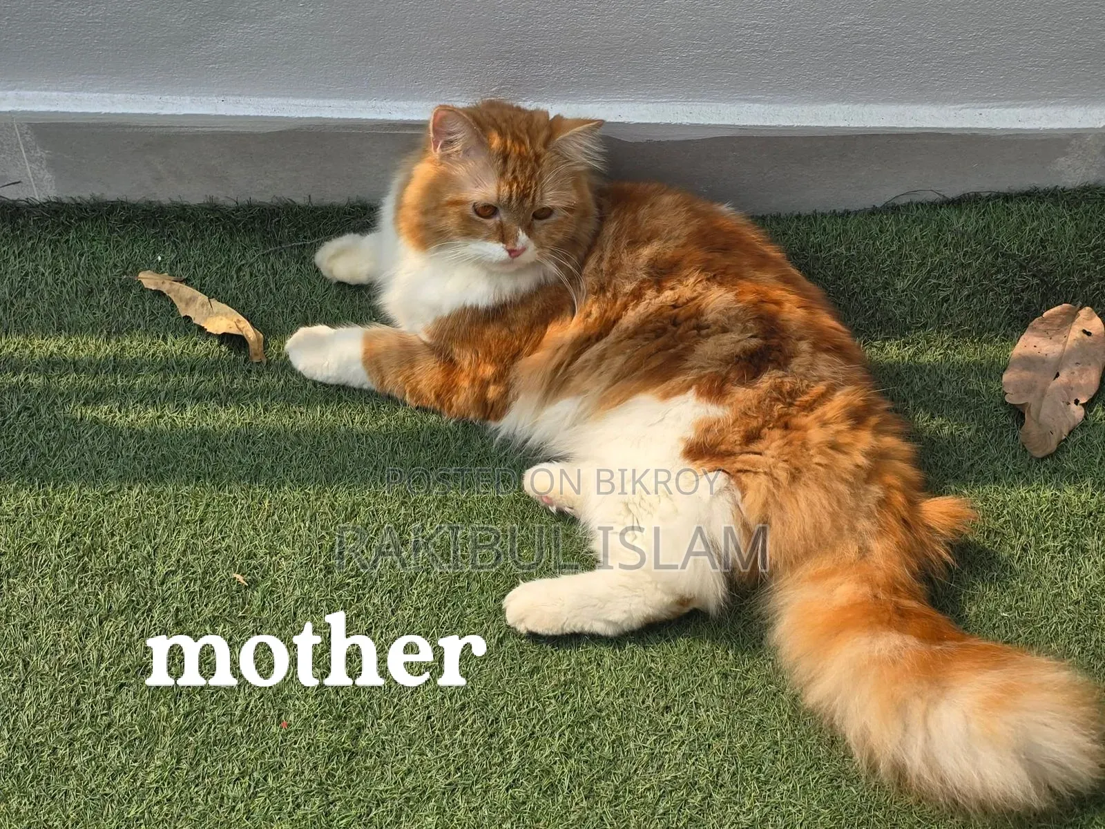 1-3 Months Female Purebred Persian