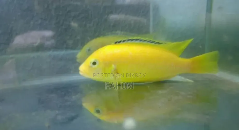 ফিশ সিখলিড