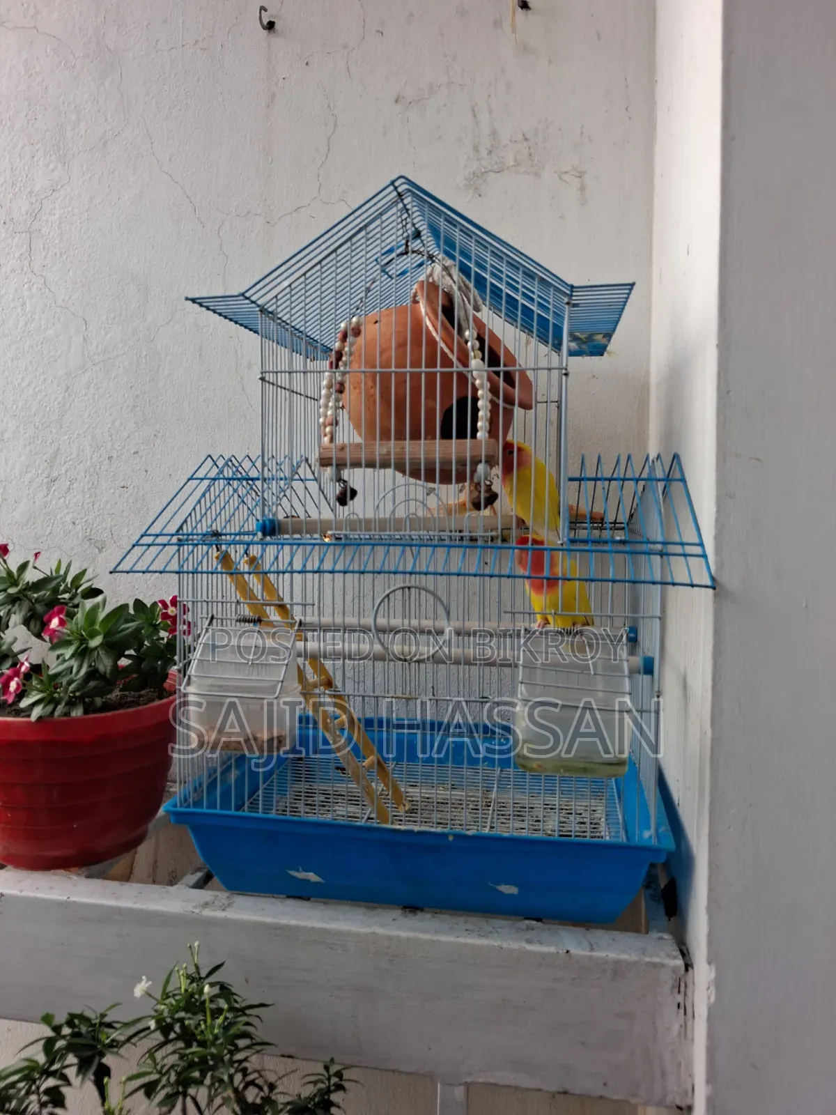 খাঁচাসহ পুরুষ ও স্ত্রী অবাধ্য লাভবার্ড বিক্রির জন্য