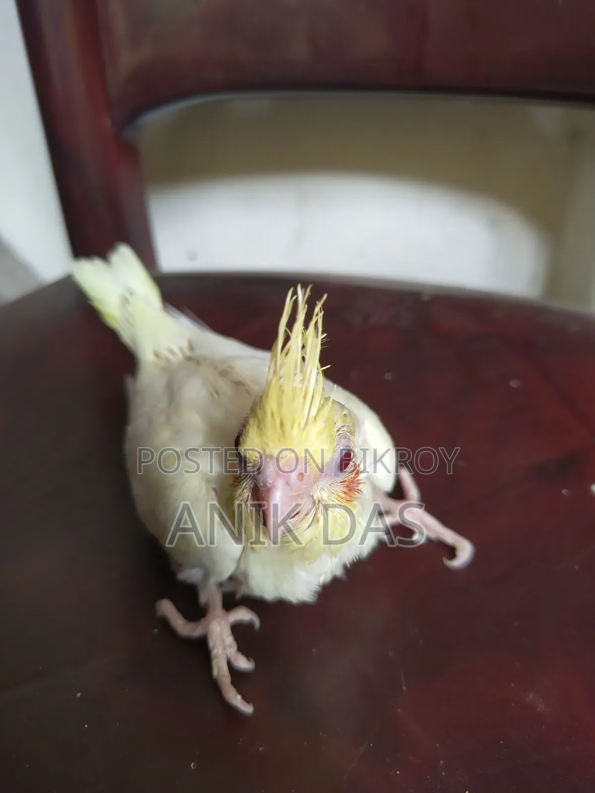 Lutino Red Eye Cockatiel Baby Available for New Home