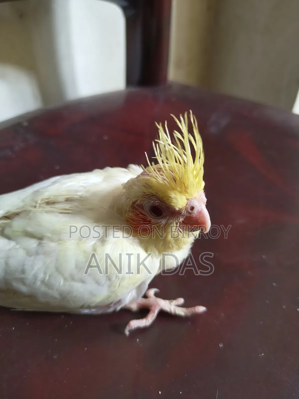 Lutino Red Eye Cockatiel Baby Available for New Home