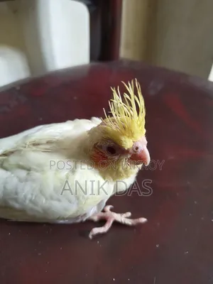 Lutino Red Eye Cockatiel Baby Available for New Home