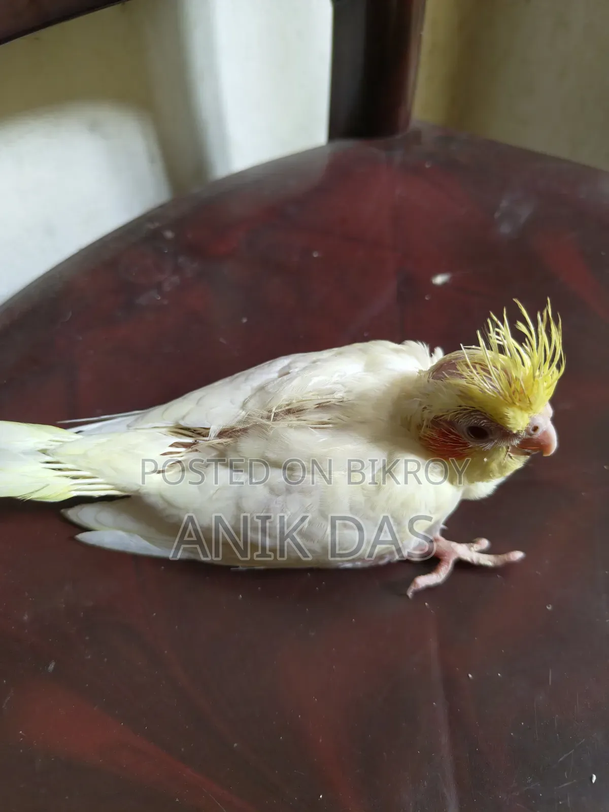 Lutino Red Eye Cockatiel Baby Available for New Home