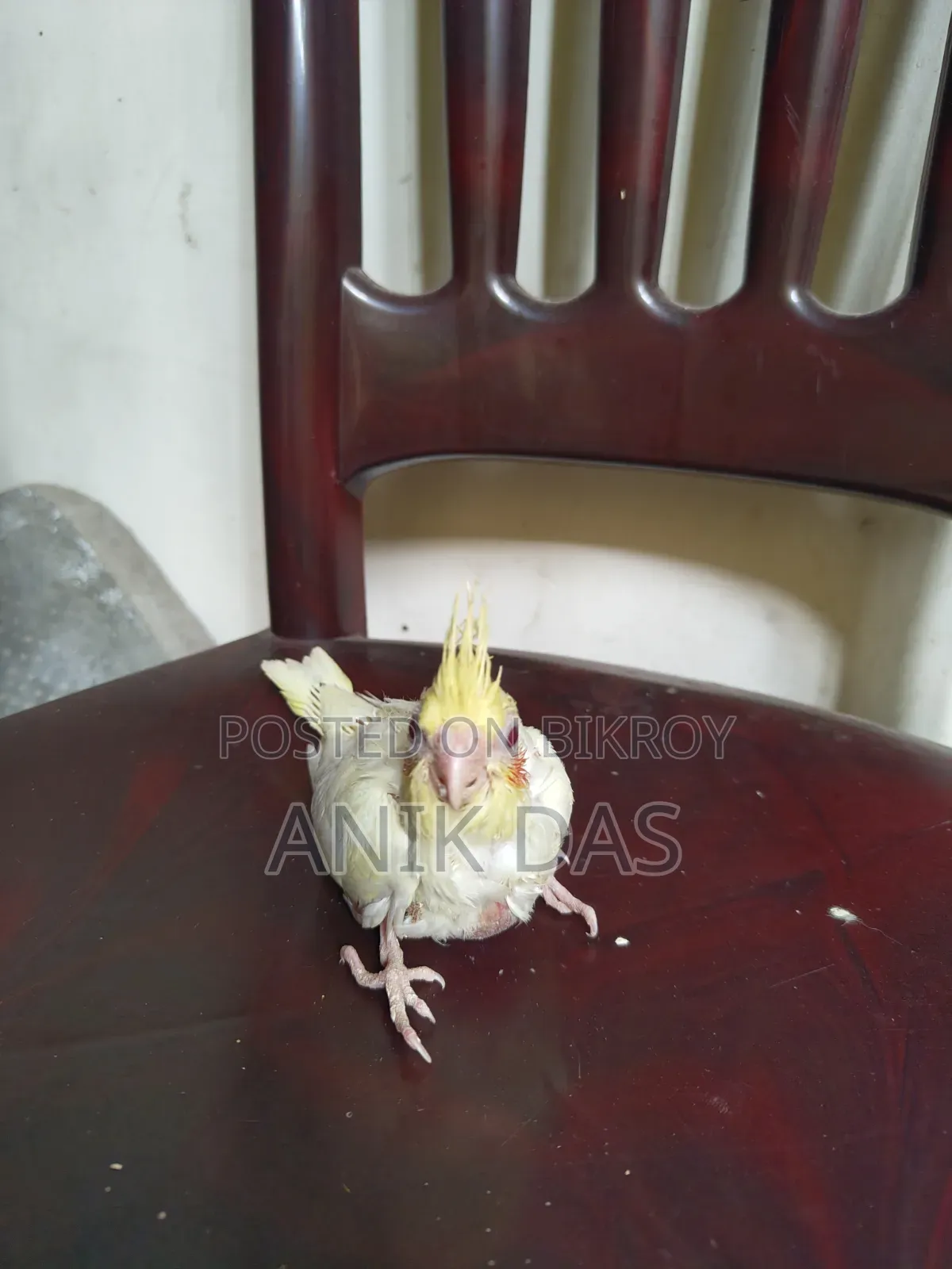 Lutino Red Eye Cockatiel Baby Available for New Home