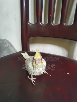 Lutino Red Eye Cockatiel Baby Available for New Home
