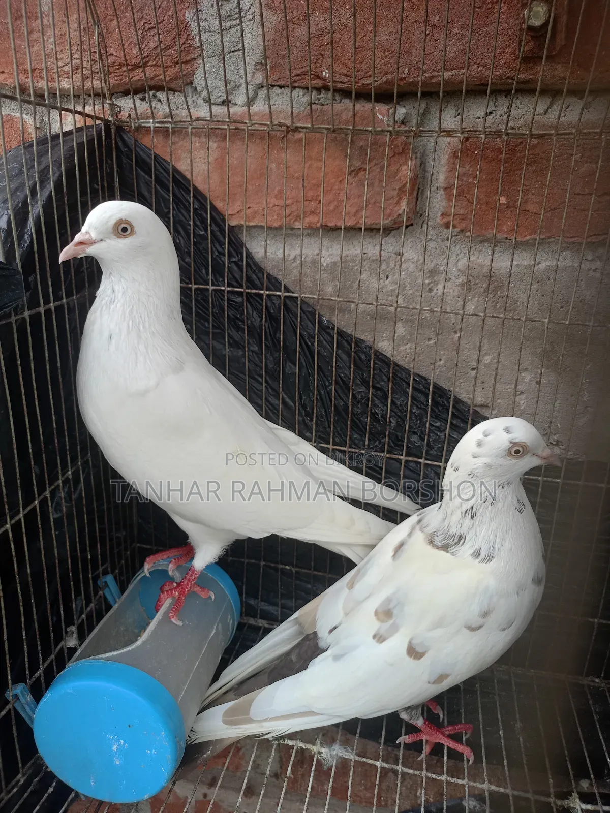 Giribaz Pigeon