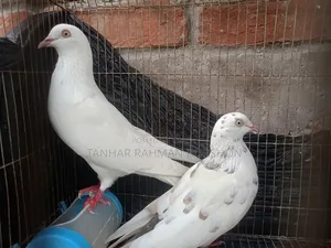 Giribaz Pigeon
