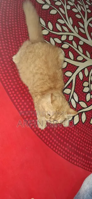 3-6 Months Female Purebred Persian