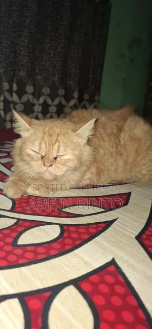 3-6 Months Female Purebred Persian
