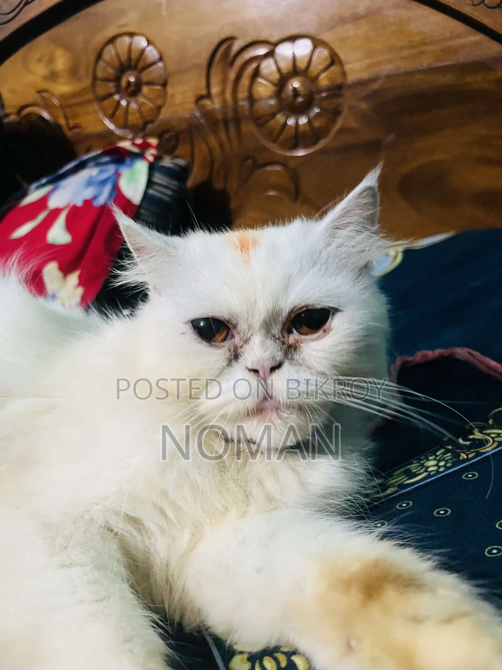 6-12 Months Female Purebred Persian Cat