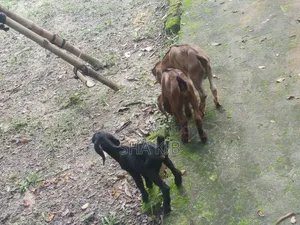 তিনটা বাচ্চা সহ মা ছাগল