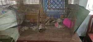খাঁচা বিক্রি, হাঁড়ি ও ট্রে।